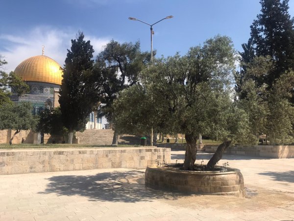 سبيل الزيتونة | فلسطيننا