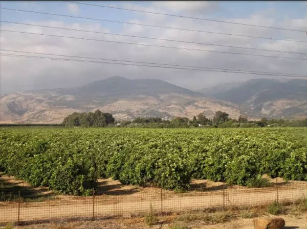 المنشية | فلسطيننا المنشية | فلسطيننا