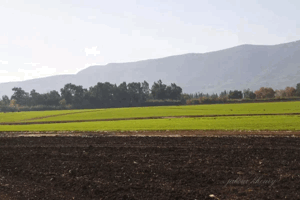 Lazzaza | Our Palestine