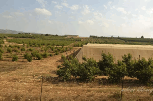 Fara | Our Palestine