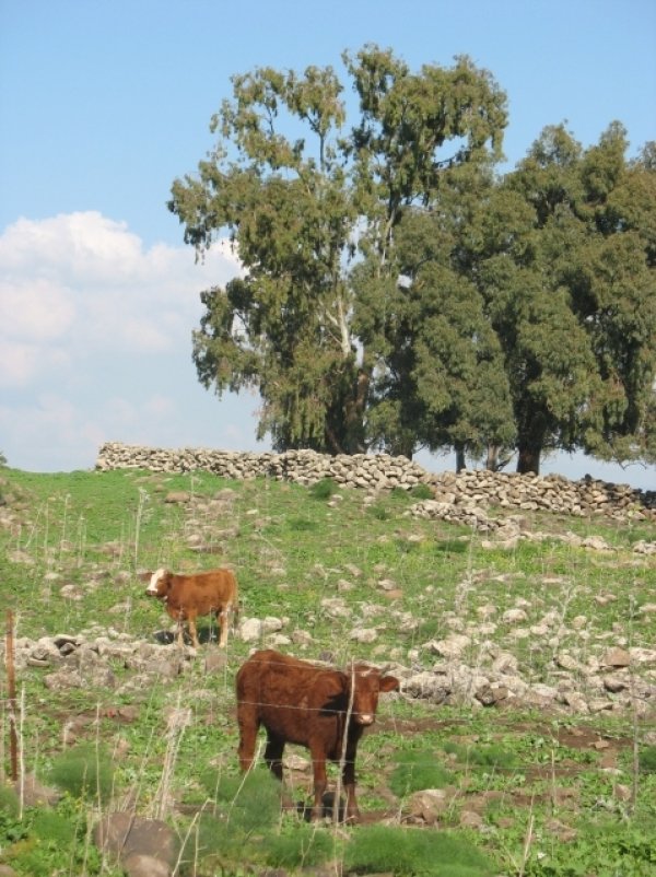 خربة المنطار | فلسطيننا خربة المنطار | فلسطيننا