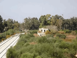 Qazaza | Our Palestine