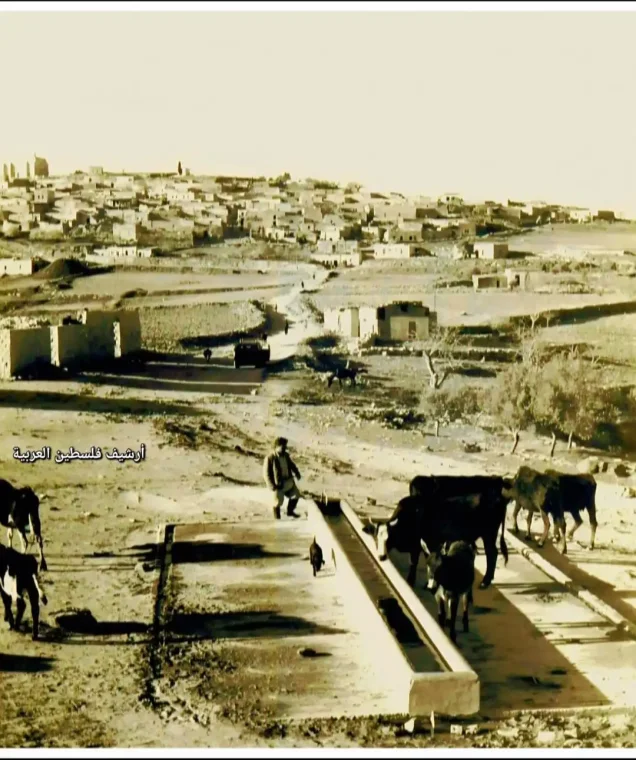 لوبيا / لوبية | فلسطيننا لوبيا / لوبية | فلسطيننا