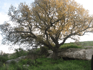 Al-Ghubayya al-Fawqa | Our Palestine