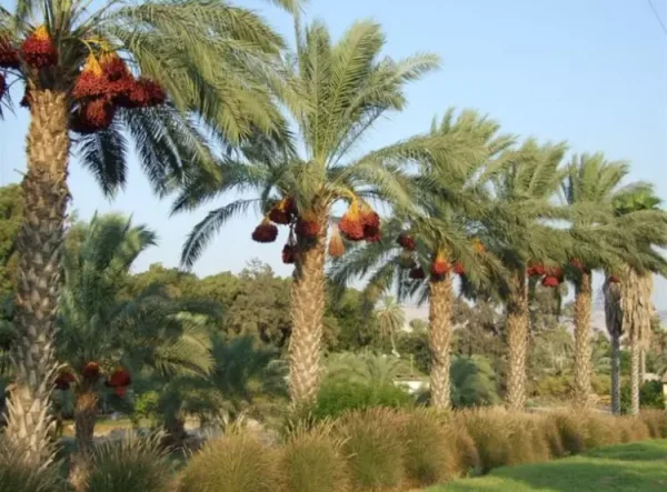 مسيل الجزل/ عرب الزيناتي | فلسطيننا مسيل الجزل/ عرب الزيناتي | فلسطيننا
