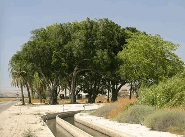 'Arab al-'Arida | Our Palestine