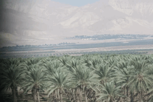 Al-Fatur | Our Palestine