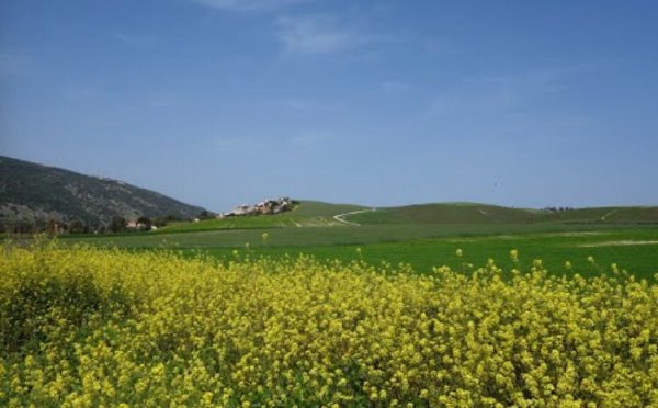 نورس | فلسطيننا نورس | فلسطيننا