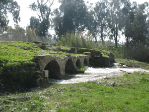 Jarisha | Our Palestine