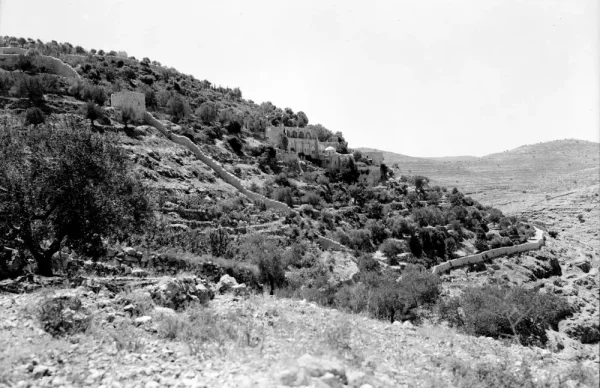 صطاف | فلسطيننا