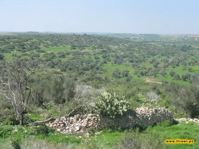 مغلس | فلسطيننا مغلس | فلسطيننا