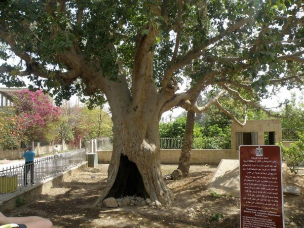 شجرة الجميزة والمتحف الروسي | فلسطيننا شجرة الجميزة والمتحف الروسي | فلسطيننا